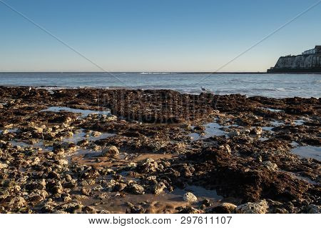 Seagull Sitting On The Rocks In Broadstairs, Kent