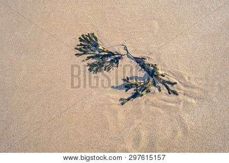 Bladder Wrack Seaweed On Wet Sand, Kent