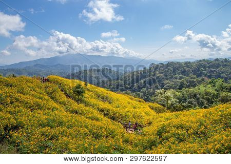 Landscape Of Yellow Flower Field.tree Marigold Or Maxican Sunflower Field (dok Buatong In Thai ) At 