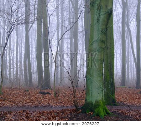 Misty Woods