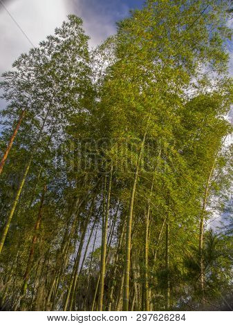 Plantation Of Guadua Illuminated By The Sunset In The Mountains Of The Central Colombian Andes.