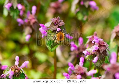 Natural Blossoming  Red Dead Nettle (lamium Purpureum)