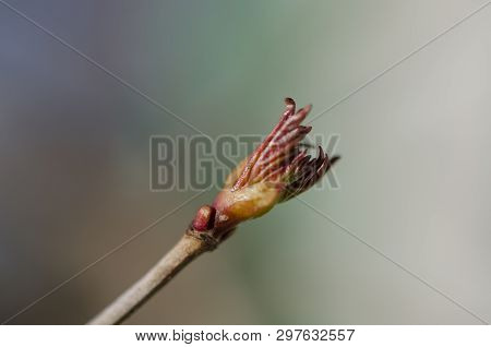 Viburnum Plicatum Leaves Opening In Early Spring