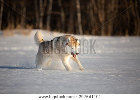 Crazy, Happy And Funny Beige And White Dog Breed Siberian Husky With Tonque Out Jumping And Running 