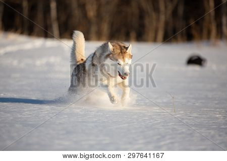 Crazy, Happy And Free Beige And White Dog Breed Siberian Husky With Tonque Out Jumping And Running O