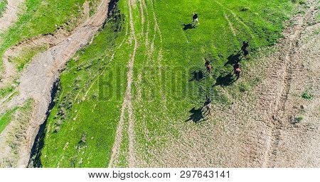 Herd Of Horses View From Drone Frightened Horse Stands On Its Legs During Traditional Game At Karako