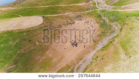 Herd Of Horses View From Drone Frightened Horse Stands On Its Legs During Traditional Game At Karako