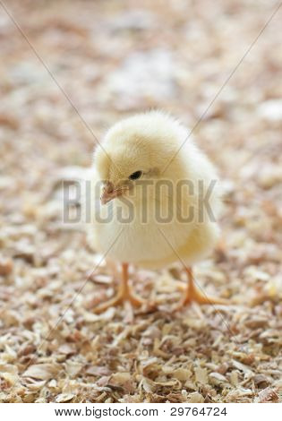 Jediné mládě stojící v barnyard