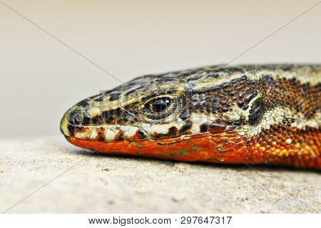 Macro Portrait Of Male Common Wall Lizard ( Podarcis Muralis )