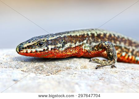 Podarcis Muralis Closeup, Reptile Standing On A Rock In Natural Habitat ( Common Wall Lizard )