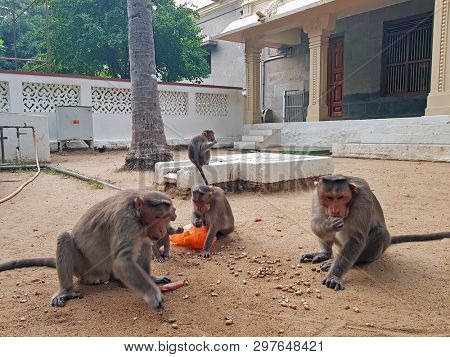 Monkees eating peanuts in front of the Ramana Ashram in Tiruvanamalai India