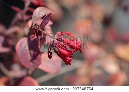 Chinese Fringe Flower Ever Red - Latin Name - Loropetalum Chinense Ever Red (loropetalum Chinense Ch