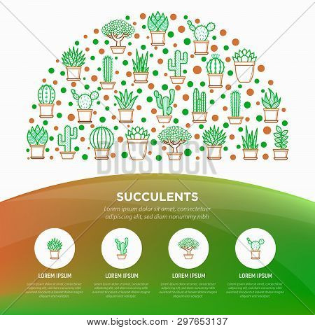 Cactus And Succelents In Pots Concept In Half Circle With Thin Line Icons. Modern Vector Illustratio