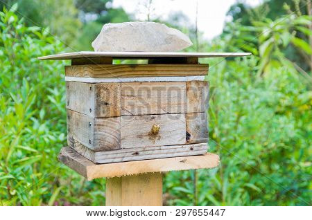 Bee Hive Without Sting, Jataí Bee (tetragonisca Angustula)