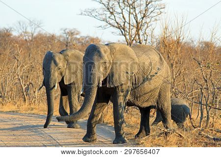 Small Family Herd Of African Elephants Walking Across A Dry Dust Track In Hwange National Park, Zimb