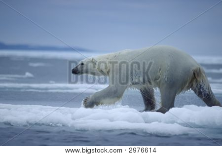 Ours polaire en cours d'exécution sur la banquise