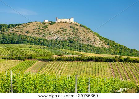 vineyards, castle Devicky, Palava, Moravia region, Czech Republic