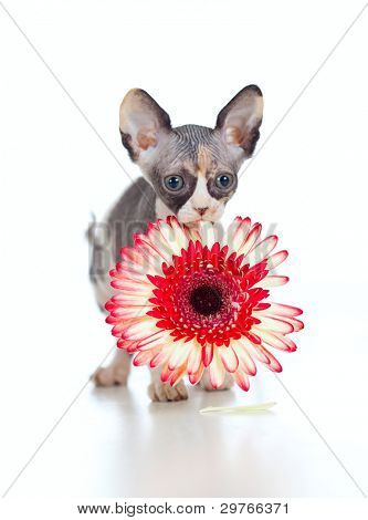 Canadian sphynx killing med African daisy blomst i hendes mund