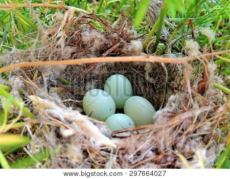 Bird Nest With 4 New Eggs, Light Blue With Brown Specks