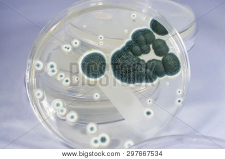 Colonies Of Penicillium Fungi Grown On Sabouraud Dextrose Agar. Penicillium Is A Mold Fungus That Ca