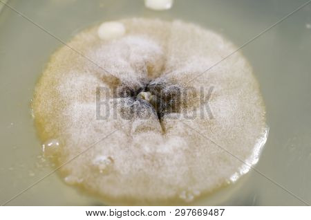 Mold Colony Grown From Indoor Air On Petri Dish With Nutrient Agar, Closeup View