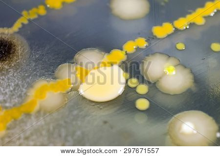Colonies Of Different Bacteria And Mold Fungi Grown From Desk Surface On Petri Dish With Nutrient Ag