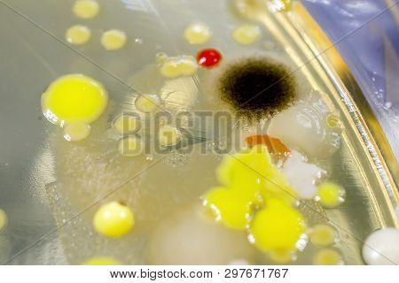 Colonies Of Different Bacteria And Mold Fungi Grown From Desk Surface On Petri Dish With Nutrient Ag