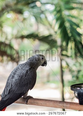 Gray Adult Parrot Jaco On The Railing On The Background Of The Jungle