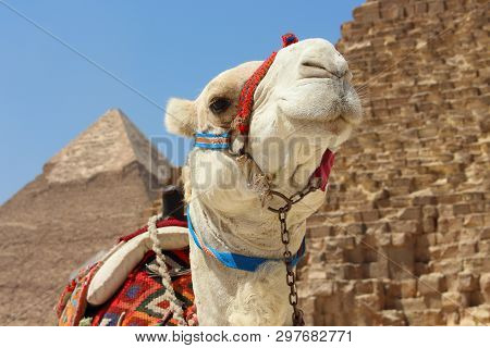 Portrait Of An African Camel With The Pyramids Of Giza On Soft Background.