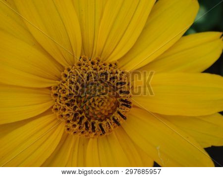 Macro Shot Maxican Sunflower, Yellow Flower Background