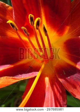 Closeup Of A Big Red Tiger Lily In The Garden Summer. Bright Red Beautiful Asiatic Macro. Red Lily B