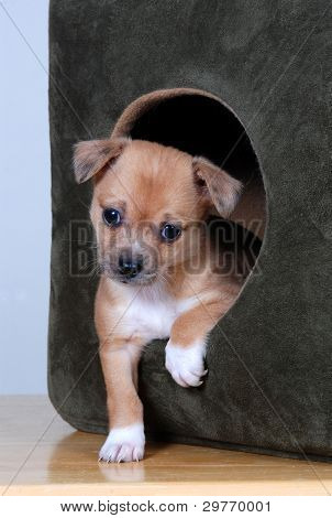 Chihuahua yavrusu