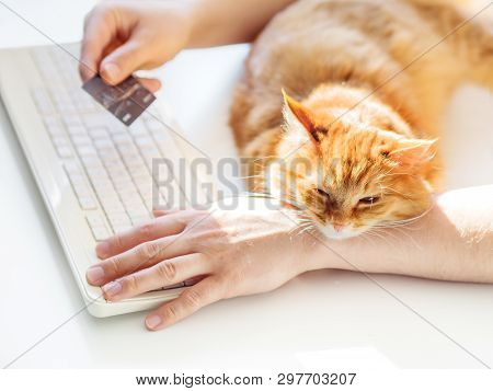 Man Is Typing At The Computer Keyboard And Holding Creadit Card In Hand. Cute Ginger Cat Dozing On M