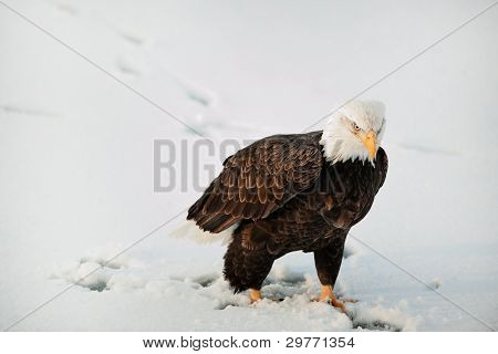 Detail portrétu orel bělohlavý