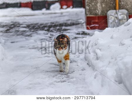 Domestic Kitten Walks On Pavement. Cute Cat Runs In Snow.  Serious Cat Face In Winter Times. Beast O