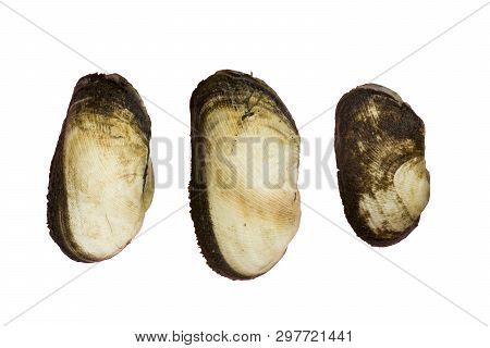 Arcidae Ark Clam Isolated On White Background