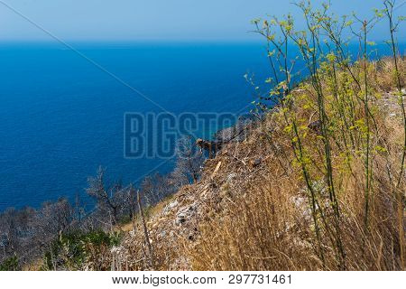 Beautiful Dalmatian Coast, Trstenik, Dalmatia, Croatia, Peljesac Peninsula