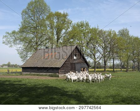 White Goats On Sunny Day In Spring And Old Barn On Utrechtse Heuvelrug In The Netherlands Near Utrec