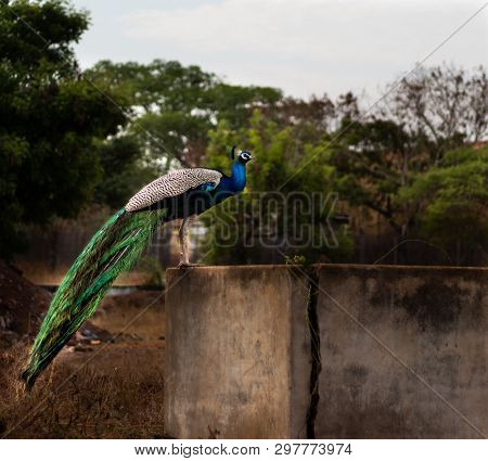 Peacock Sitting On Wall With Green Blurred Background And White Sky