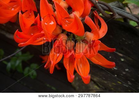 Colorful Orange Trumpet In Folk Of Thailand