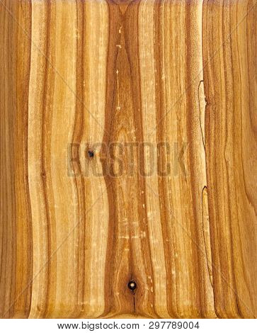 Fruit Tree Texture. Rotten Sea Buckthorn Shield. Light Sapwood, Dark Core - Image