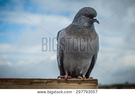 Pigeon At Pigeon Valley In Gerome Turkey