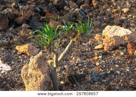 Small Sweet Tabaiba Plant Sprout (euphorbia Balsamífera) Growing Between Rocks, Tenerife, Canary Isl