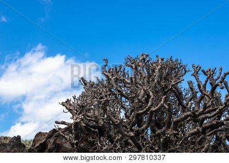 Sweet Tabaiba Plant (euphorbia Balsamífera) Growing On The Rocks With Blue Sky Background, Tenerife,