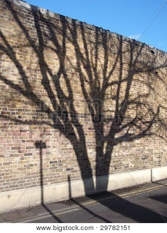 Tree Shadow on Brick Wall