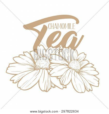 Chamomile Tea Hand Drawn Engraving Illustration. Organic Drink. Tea Herbs Drawing. Camomile Packagin