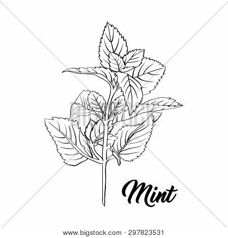 Mint Branch Monochrome Engraving. Tea Herb Sketch. Isolated Hand Drawn Sketch Drawing Peppermint Ill