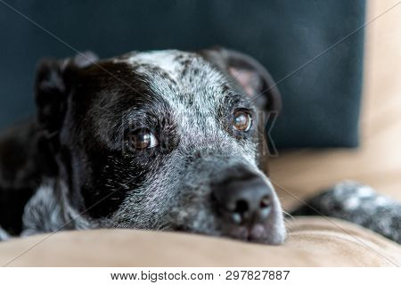 Mixed Breed Pit Bull And Heeler Mix Dog Resting Face On Home Furnature.