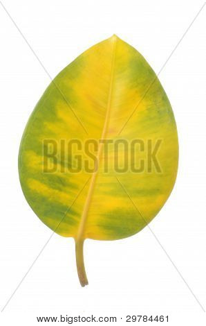 Žlutá a zelená Ficus Elastica (Gumárna) list