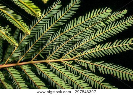 Close-up Nocturne Picture Of The Persian Silk Tree Leaves. Captured At The Andean Mountaisn Of Centr